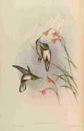 Gould 1861 Oreotrochilus Estella A4 Photo Print