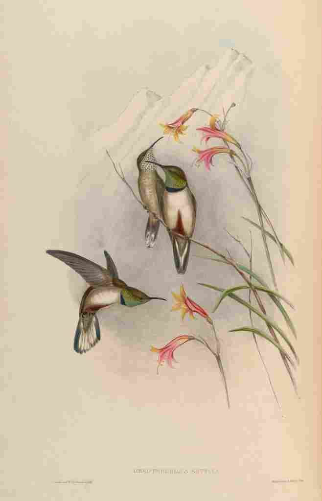 Gould 1861 Oreotrochilus Estella A4 Photo Print
