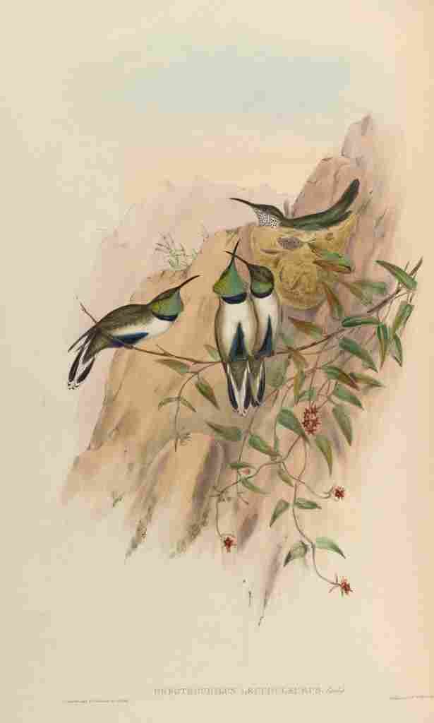 Gould 1861 Oreotrochilus Leucopleurus A4 Photo Print