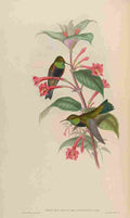 Gould 1861 Oreotrochilus Melanogaster A4 Photo Print