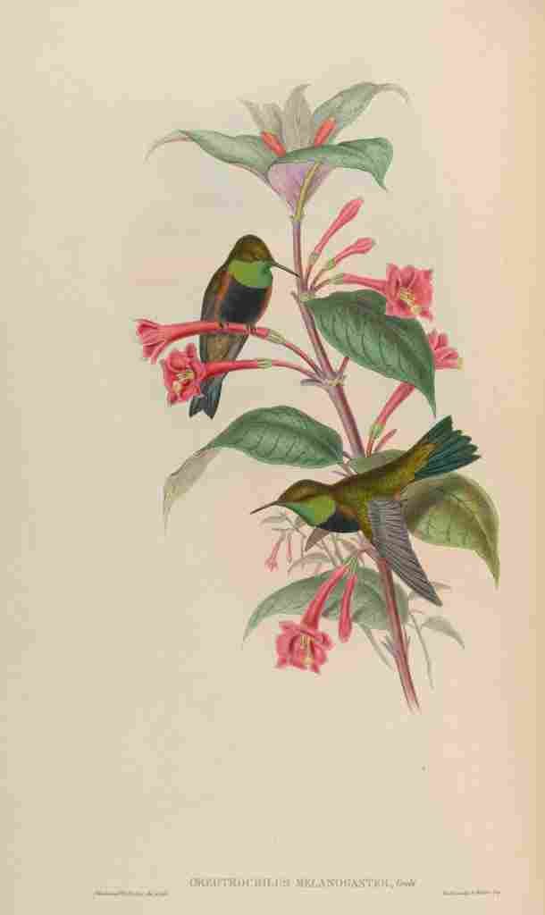 Gould 1861 Oreotrochilus Melanogaster A4 Photo Print