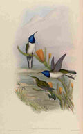 Gould 1861 Oreotrochilus Pichincha A4 Photo Print