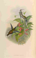 Gould 1861 Phaethornis Augusti A4 Photo Print