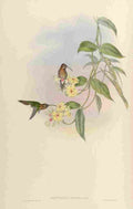 Gould 1861 Phaethornis Obscura A4 Photo Print
