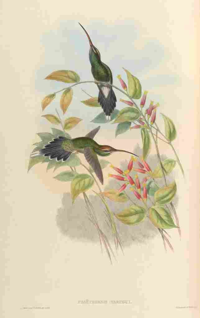 Gould 1861 Phaethornis Yarugui A4 Photo Print