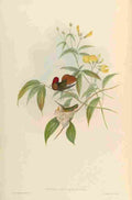 Gould 1861 Ruby topaz Hummingbird A4 Photo Print