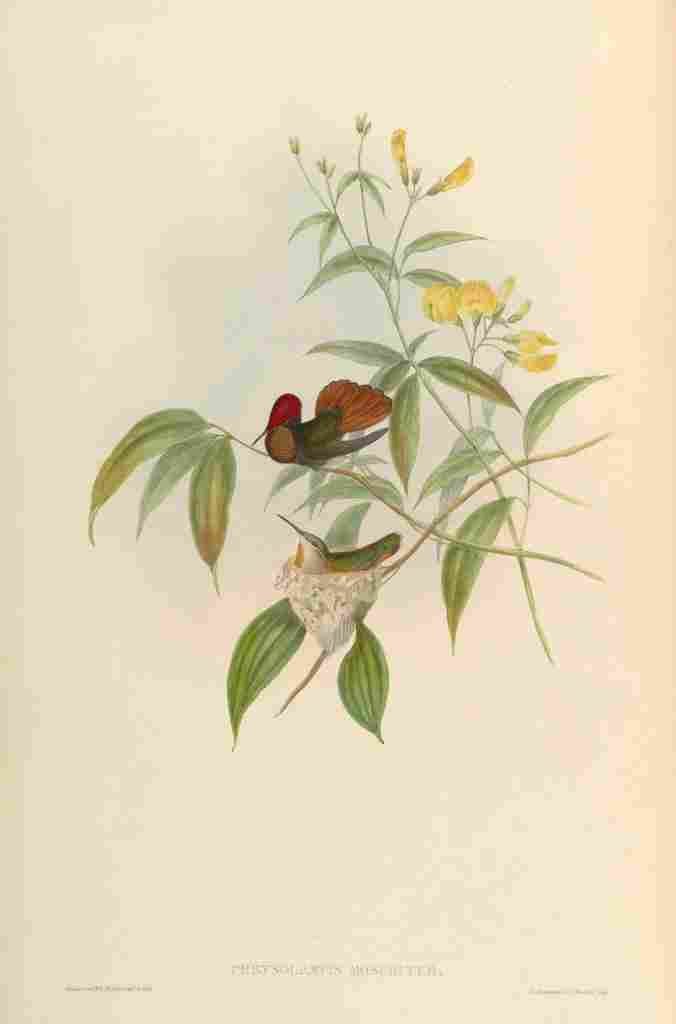 Gould 1861 Ruby topaz Hummingbird A4 Photo Print