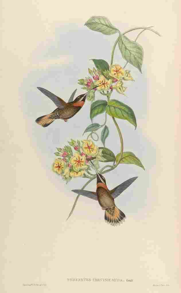 Gould 1861 Threnetes Cervinicauda A4 Photo Print