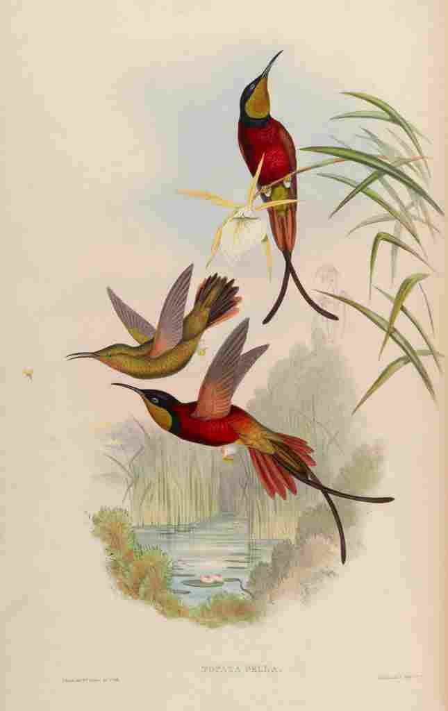 Gould 1861 Topaza Pella A4 Photo Print
