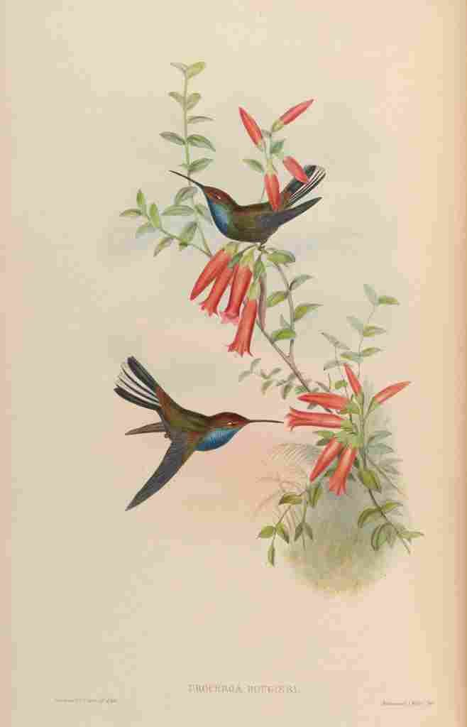 Gould 1861 Urochroa Bougieri A4 Photo Print