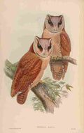 Gould Asia 1850 Bay Owl A4 Photo Print