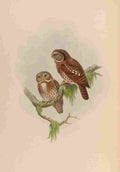 Gould Asia 1850 Brodies Owlet A4 Photo Print