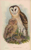 Gould Asia 1850 Grass Owl A4 Photo Print