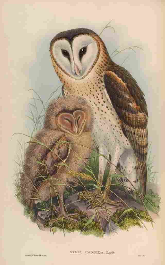 Gould Asia 1850 Grass Owl A4 Photo Print
