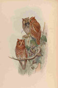 Gould Asia 1850 Indian Scops Owl A4 Photo Print