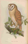 Gould Asia 1850 Indian Screech Owl A4 Photo Print