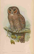 Gould Asia 1850 Speckled Wood Owl A4 Photo Print