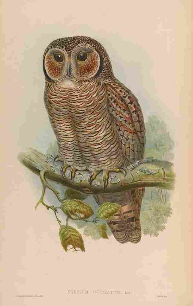 Gould Asia 1850 Speckled Wood Owl A4 Photo Print