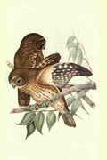 Gould Australian Birds 1921 Boobook Owl A4 Photo Print