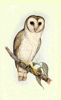 Gould Australian Birds 1921 Delicate Owl A4 Photo Print