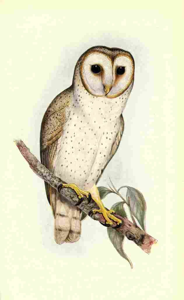 Gould Australian Birds 1921 Delicate Owl A4 Photo Print