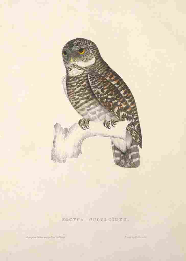 Gould Birds from Himalayas 1831 Asian Barred Owl A4 Photo Print