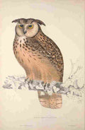 Gould Birds from Himalayas 1831 Bengal Owl A4 Photo Print