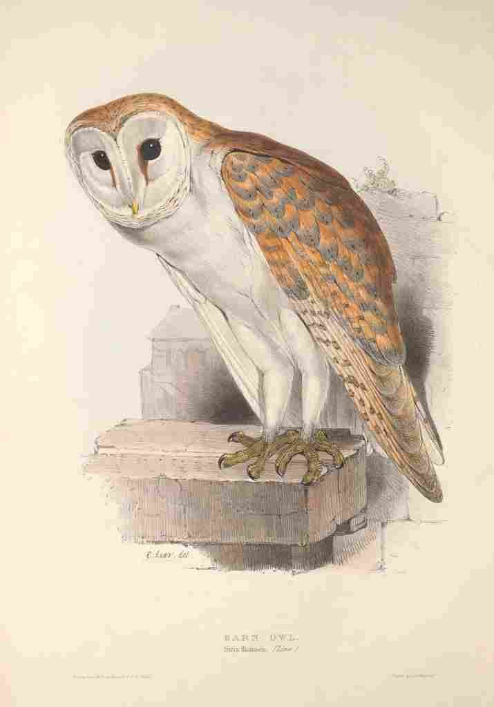 Gould Europe 1837 Barn Owl A4 Photo Print