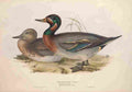 Gould Europe 1837 Bimaculated Teal A4 Photo Print