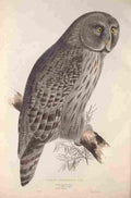 Gould Europe 1837 Cinereous Owl A4 Photo Print
