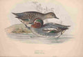 Gould Europe 1837 Common Teal A4 Photo Print