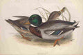 Gould Europe 1837 Common Wild Duck A4 Photo Print
