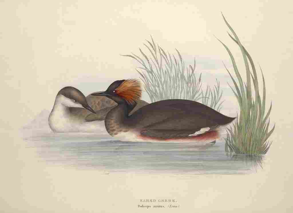 Gould Europe 1837 Eared Grebe A4 Photo Print