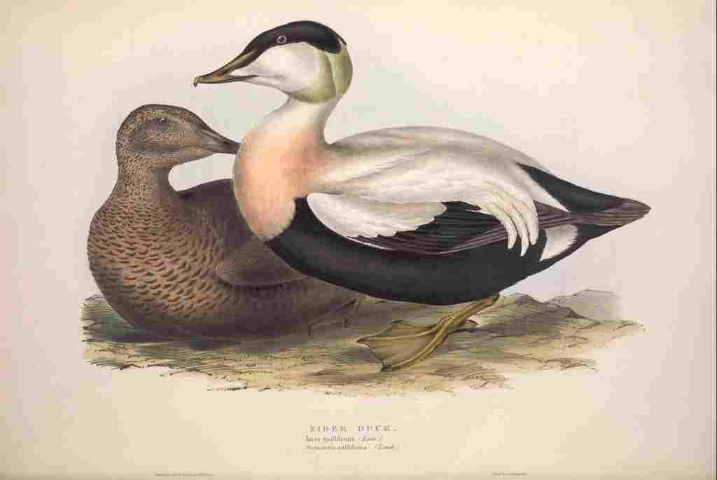 Gould Europe 1837 Eider Duck A4 Photo Print