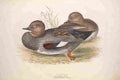 Gould Europe 1837 Gadwall A4 Photo Print