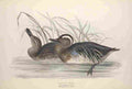 Gould Europe 1837 Gargany Teal A4 Photo Print
