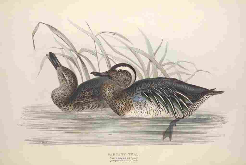 Gould Europe 1837 Gargany Teal A4 Photo Print