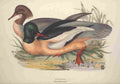 Gould Europe 1837 Goosander A4 Photo Print