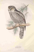 Gould Europe 1837 Hawk Owl A4 Photo Print