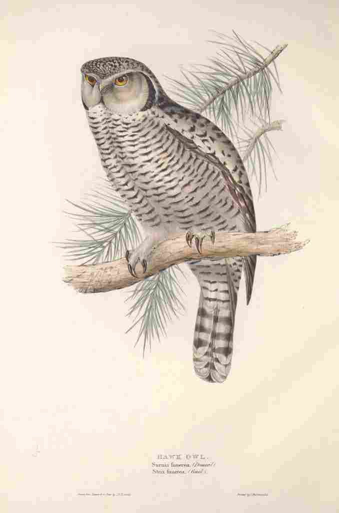 Gould Europe 1837 Hawk Owl A4 Photo Print