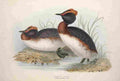 Gould Europe 1837 Horned Grebe A4 Photo Print