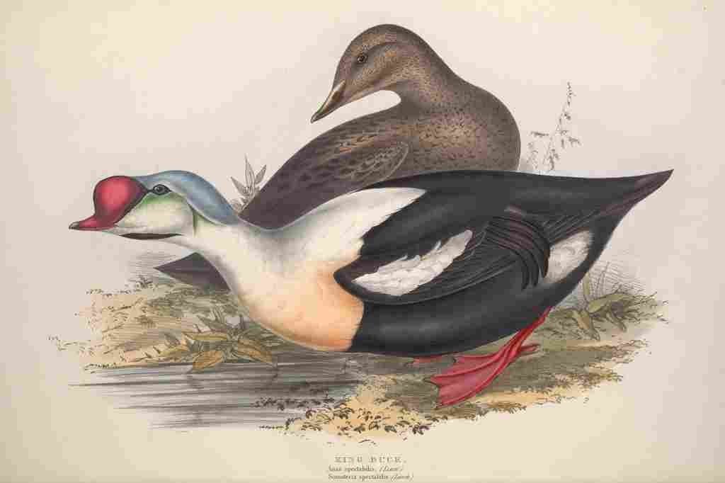 Gould Europe 1837 King Duck A4 Photo Print