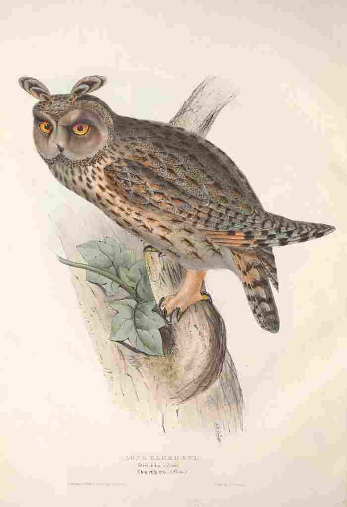 Gould Europe 1837 Long eared Owl A4 Photo Print