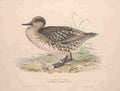 Gould Europe 1837 Marbled Duck A4 Photo Print