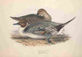 Gould Europe 1837 Pintail Duck A4 Photo Print