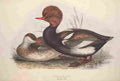Gould Europe 1837 Red crested Duck A4 Photo Print