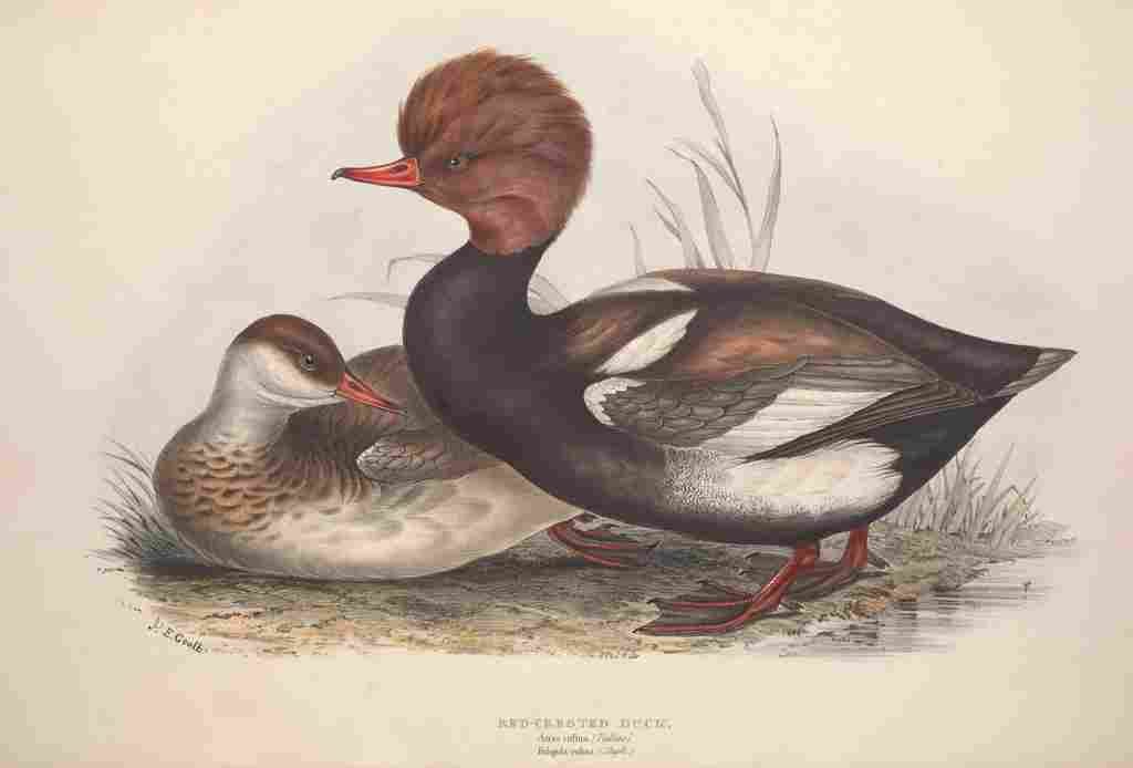 Gould Europe 1837 Red crested Duck A4 Photo Print