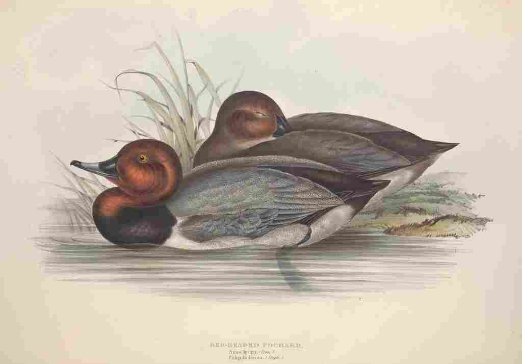 Gould Europe 1837 Red head Pochard A4 Photo Print