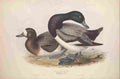 Gould Europe 1837 Scaup Pochard A4 Photo Print