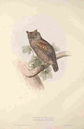 Gould Europe 1837 Scops eared Owl A4 Photo Print